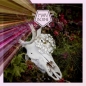 Alva (Digipack)