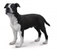 Pies American Staffordshire Terrier (004-88610)
