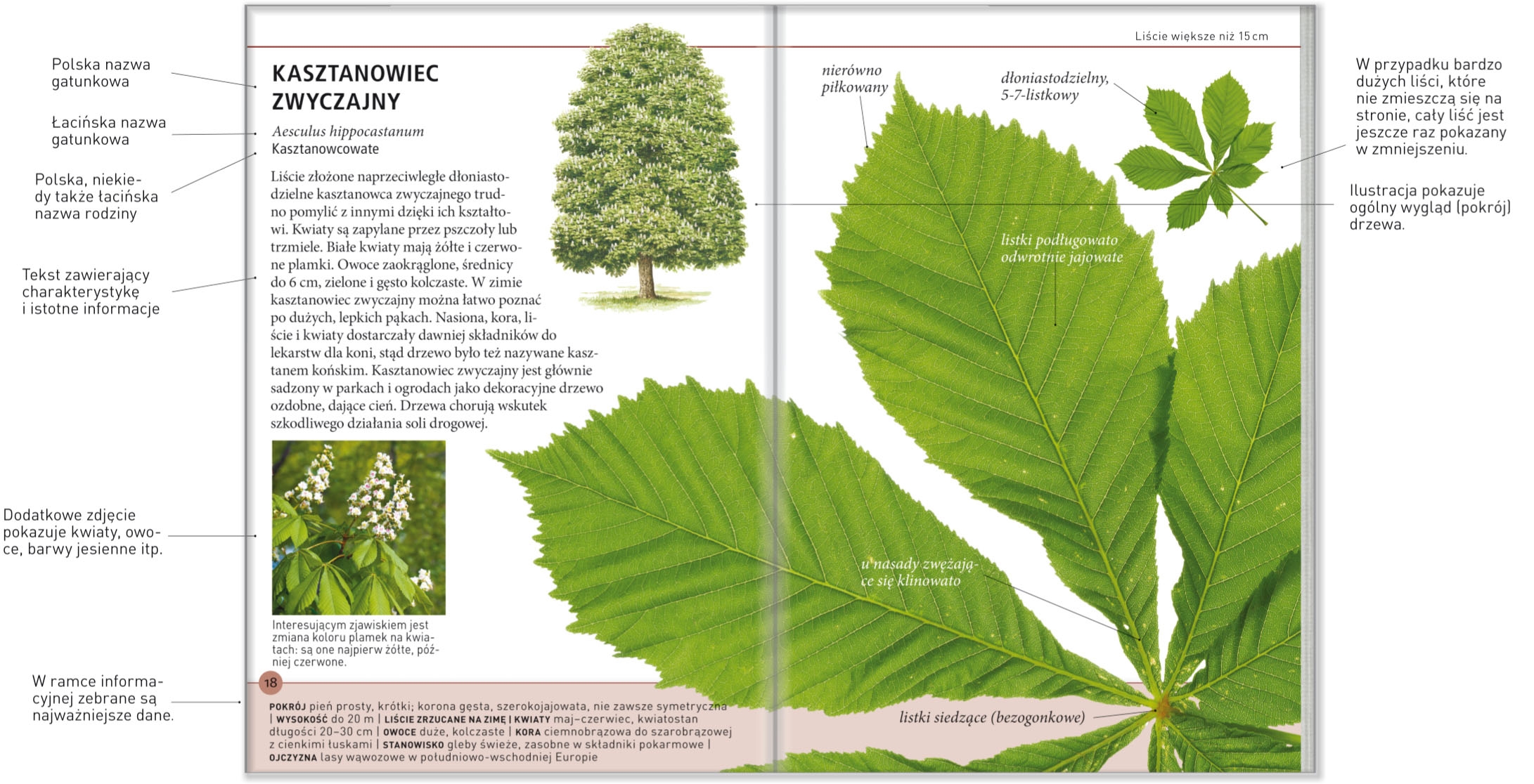 <img src='https://webimage.pl/pics/112/6/dlisc.jpg'>