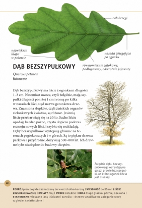 Drzewa – jak je rozpoznawać po liściach - Meike Bosch