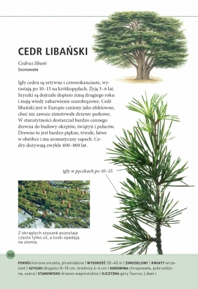 Drzewa – jak je rozpoznawać po liściach - Meike Bosch