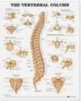 Vertebral Column Chart