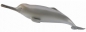 Delfin z rzeki Ganges (004-88611)