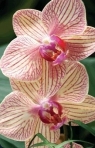 Mini kartka 3D Orchidea