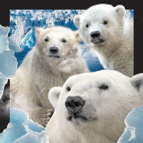 Pocztówka 3D - Niedźwiedzie polarne
