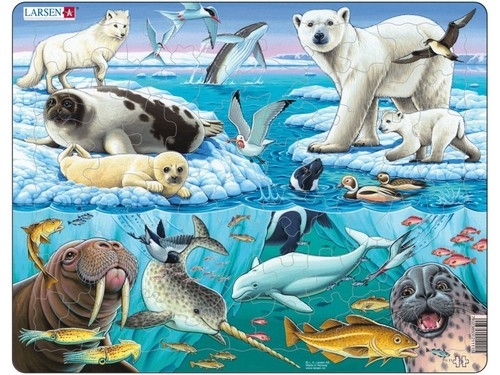 Zwierzęta Arktyki