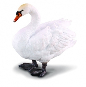 Łabędź niemy M
