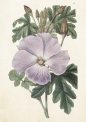 Karnet ST511 B6 + koperta Hibiskus