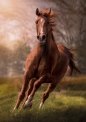 Puzzle HQC 1500: The Horse (31811)