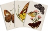 Stone 512 Zestaw 3 notatników A6 - motyle