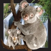 Pocztówka 3D Koala