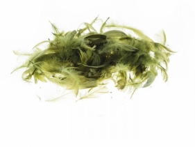 Piórka oliwkowe 7g