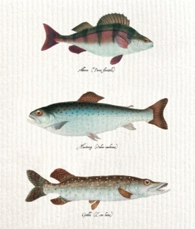 Ściereczka kuchenna Ryby