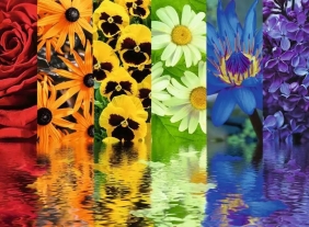 Ravensburger, Puzzle 500: Kwietne refleksy (12000213)