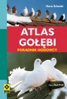 Atlas gołębi Poradnik hodowcy Schmidt Horst