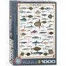 Puzzle 1000 Morskie ryby