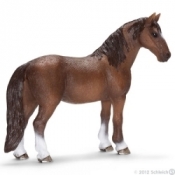 Klacz rasy tennessee walker (13713)