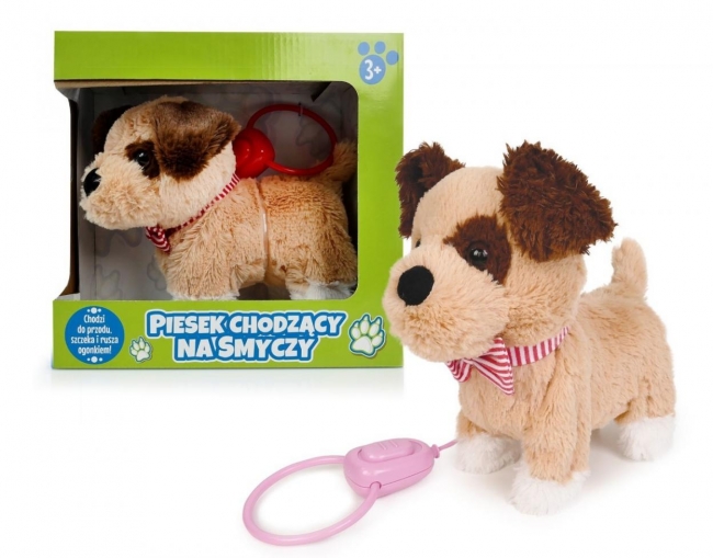 Pies chodzący na smyczy z szalikiem