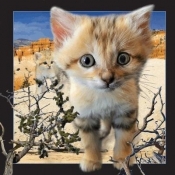 Pocztówka 3D Kot arabski