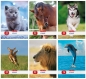 Zeszyt x.book w trzy linie dwukolorowe 32 kartki Animals