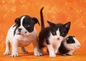 Puzzle 1000: Animal babies (40913)