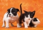 Puzzle 1000: Animal babies (40913)