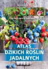 Atlas dzikich roślin jadalnych 150 polskich gatunków Fijołek Monika