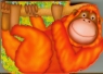 Orangutan