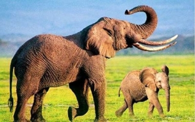 Kartka 3D słonie BPZ