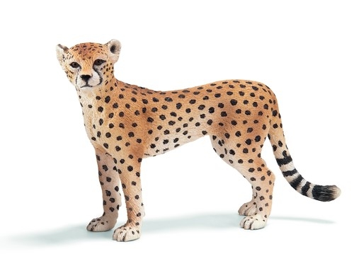 Gepard samica (14614)