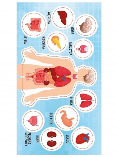 Naklejki Anatomia człowieka