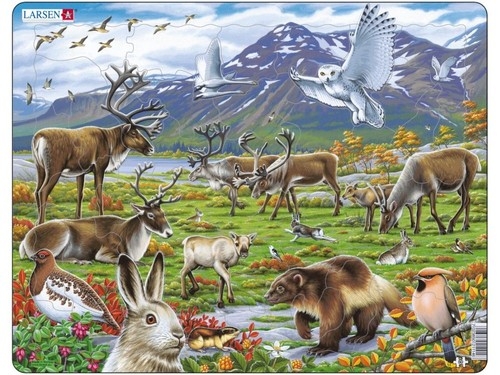 Zwierzęta śródlądowe Arktyki