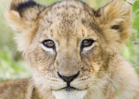 Puzzle 1000: Lion (40914)
