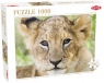 Puzzle 1000: Lion (40914) Wiek: 9+