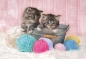 Puzzle SuperColor 104: Sweet Kittens (27115)