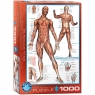  Puzzle 1000 The Muscular System 6000-201510+