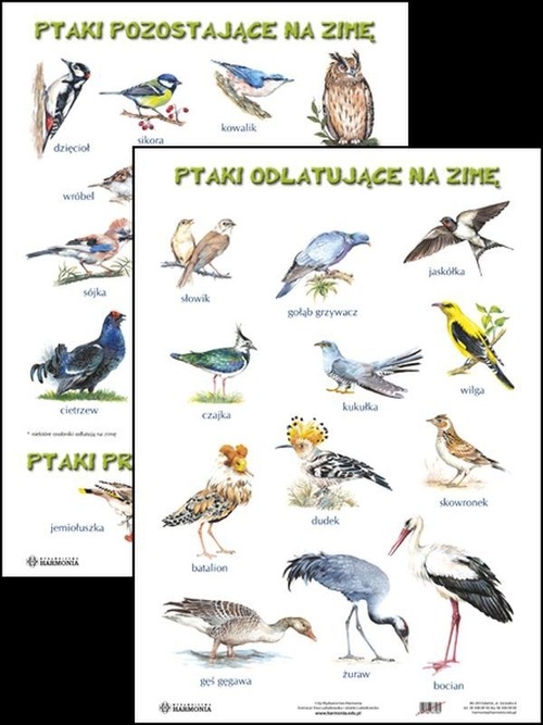 Plansza Ptaki odlatujące na zimę Ptaki pozostające na zimę