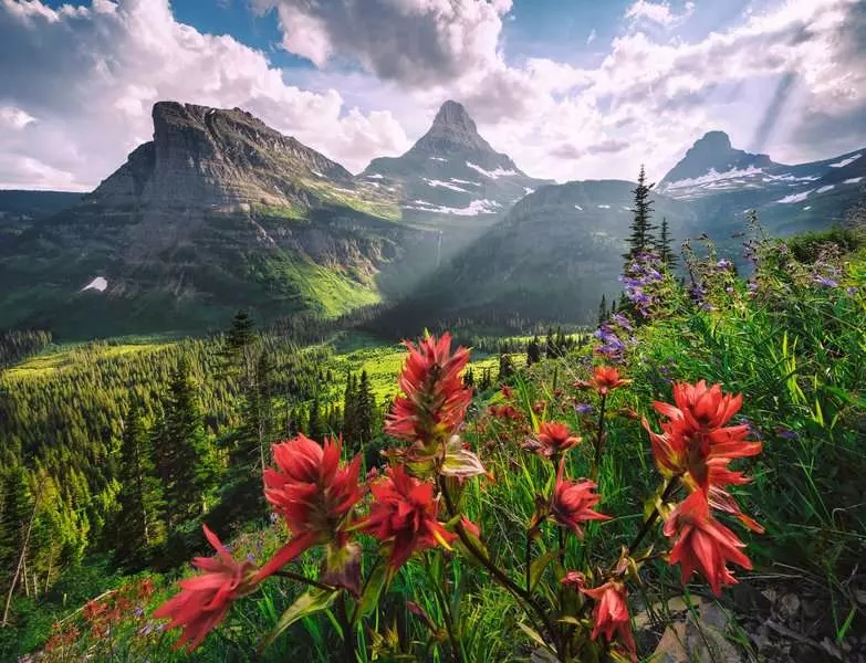 <img src='https://webimage.pl/pics/157/4/d4005555014157-2.png'>