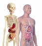 Naukowa Zabawa: Ciało ludzkie mini (50515)