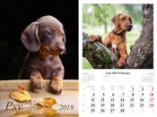 Kalendarz 2019 wieloplanszowy Psy - Jurkowlaniec Marek