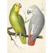 Karnet B6 z kopertą Amazon and Grey Parrots