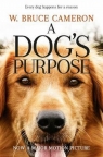 A Dog's Purpose Cameron Bruce