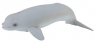Wieloryb Beluga młode