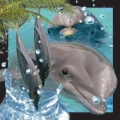 Pocztówka 3D Delfin