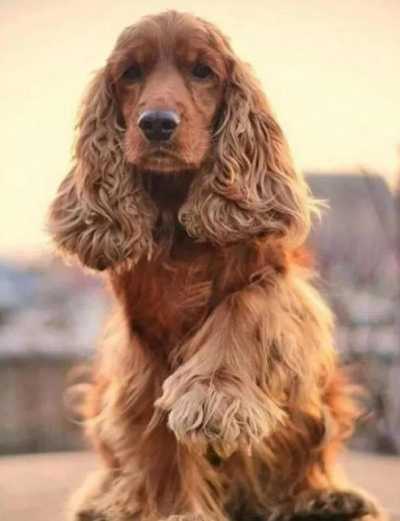 <img src='https://webimage.pl/pics/178/1/d5906196031178.jpg' style='height:440px' /> Diamentowa Mozaika Pies Cocker Spaniel na tle zachodu słońca NO-2003117