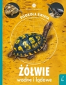 Młodzi przyrodnicy Żółwie wodne i lądowe Patrycja Zarawska