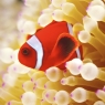 Karnet kwadrat z kopertą Clownfish in sea anemoneBBH 118