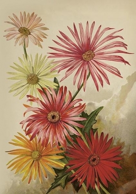 Karnet ST515 B6 + koperta Gerbery