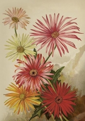 Karnet ST515 B6 + koperta Gerbery