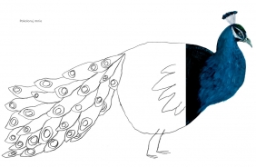 Ptaki - Carll Cneut